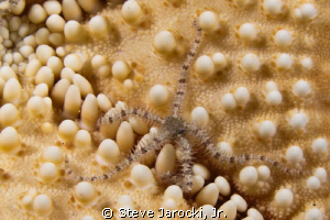Brittle Star on the underside of a Sea Star
Olympus came... by Steve Jarocki, Jr. 